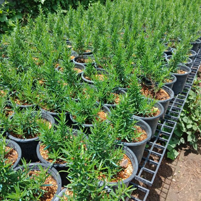 F247 ต้นโรสแมรี่ กระถาง 6 นิ้ว #สมุนไพร