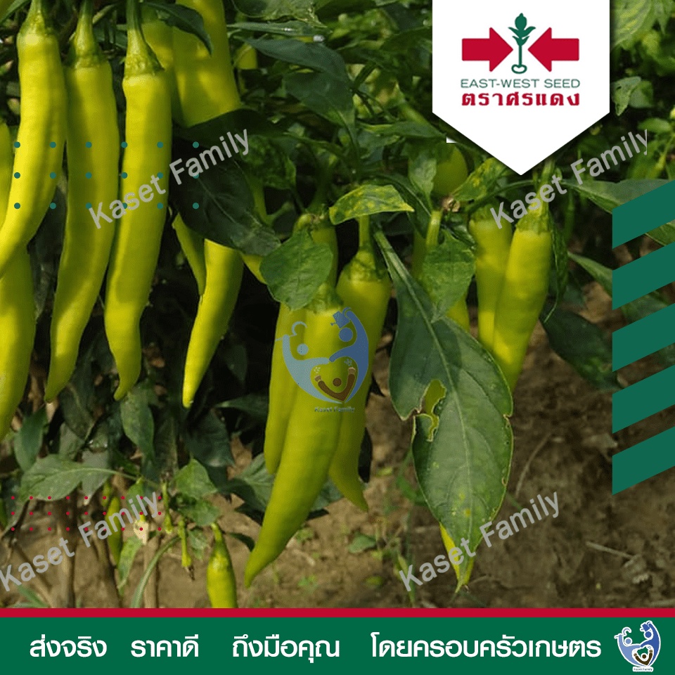 ผักซอง พริกหนุ่มขาว หยกขาว 31 150 เมล็ด เมล็ดพริกหนุ่มขาว ตราศรแดง ราคา ถูกที่สุด ดีลบีเคเค แกลเลอรีภาพที่ 2
