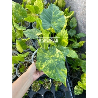 บอนหูช้างด่างเหลือง  Alocasia gageana aurea variegated