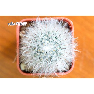 แคคตัส แมมฯขนแมว/แมมฯลูกแมว (Mammillaria Bocasana)