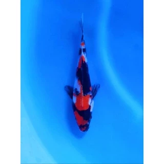 ZenKoi สูตรสมดุล สำหรับปลาคาร์ฟ ปลาทอง ปลาสวยงาม แบบกระสอบ 20 Kg. ดูแลสุขภาพของปลา ไฟเบอร์สูง