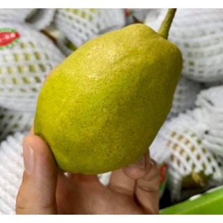 TOP-1สาลี่หอม Fragrant Pear (18ลูก/24ลูก) (CHN) นำเข้า ~ลดพิเศษ~ส่งฟรี~ หอม อร่อย! ผลไม้ต่างประเทศ ผลไม้พรีเมี่ยม ผลไม้น