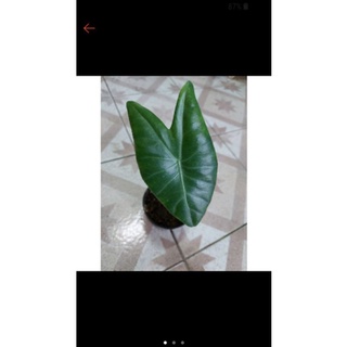 อโลคาเซีย Alocasia"ไม้ฟองอากาศส่งพร้อมกระถาง 4 นิ้ว