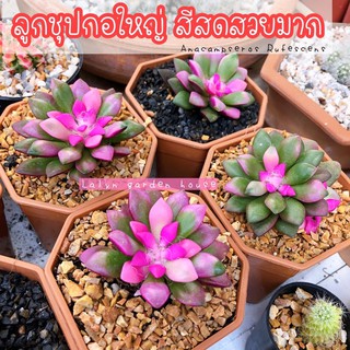 💓🌵 ลูกชุบแคคตัส (Anacampseros Rufescens)กอสวยๆ น่ารักมาก สีสดมากกกกก 💙💛 มีไว้ที่บ้ารซักต้นสิคะ 🤭