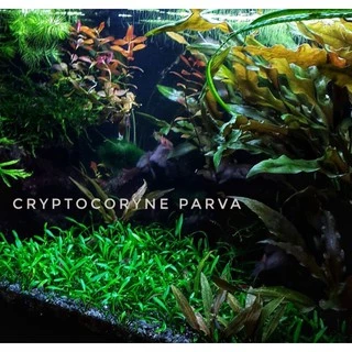 cryptocoryne parva พร้อมปลูก #ไม้น้ำ #ไม้หน้าตู้ #ไม้พื้น โตช้ามาก