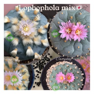 เมล็ดโลโฟมิกซ์ Lophophola mix