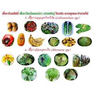 ไตรโคเดอร์มา + บีเอส +ฮอร์โมนพืชทางใบ เชื้อสดชนิดน้ำ เข้มข้น พร้อมใช้ ป้องกัน กำจัดโรคพืชและบำรุงฮอร์โมนพืชทางใบ
