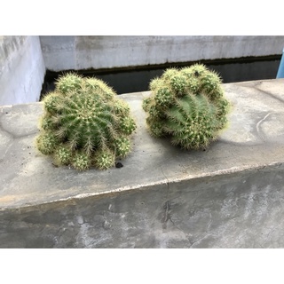 ดาวล้อมเดือนกอใหญ่ ต้นเเม่พร้อมหน่อ🔥 แค่หน่อก็คุ้ม🤭🌵🌼
