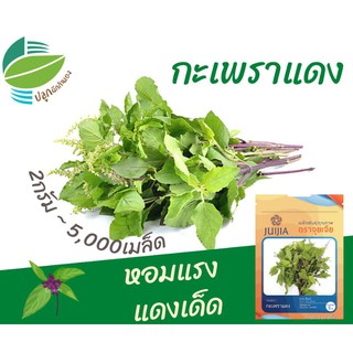 กะเพราแดง (Red Holy Basil)​