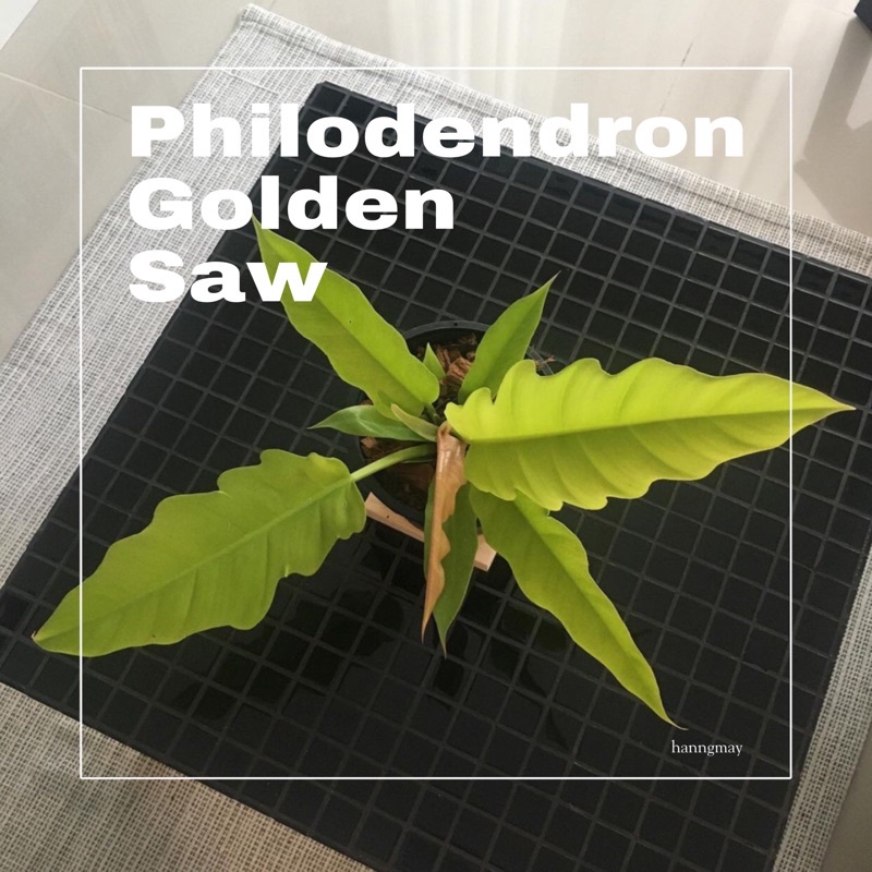 ฟิโลเดนดรอนใบเลื่อยสีทอง philodendron golden saw