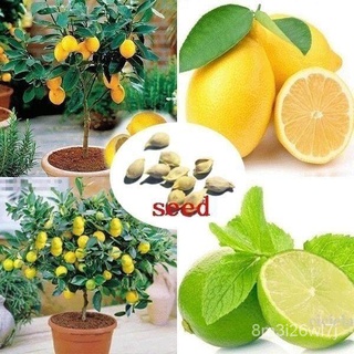 ถูก ใหม่ สายพันธุ์ปลูกง่าย ปลูกได้ทั่วไทย 20 PCS Lemon Bonsai Lemon Tree Seed Rare Fruit Tree for Home Garden Courtya XU