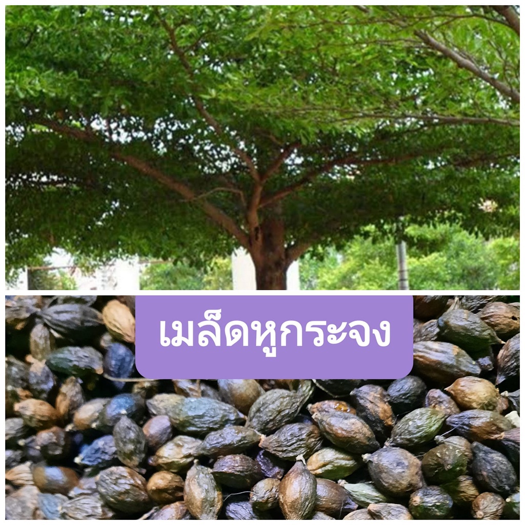 เมล็ดหูกระจงหรือเแผ่บารมี 1 ซอง บรรจุ 30 เมล็ด