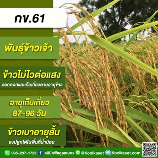 พันธุ์​ข้าวปลูก ข้าวเจ้า​ กข.61 ข้าวนาปี นาปรัง ข้าวเบาอายุสั้น ต้านทานโรค บรรจุ 25 กิโลกรัม คูลเกษตร KR1