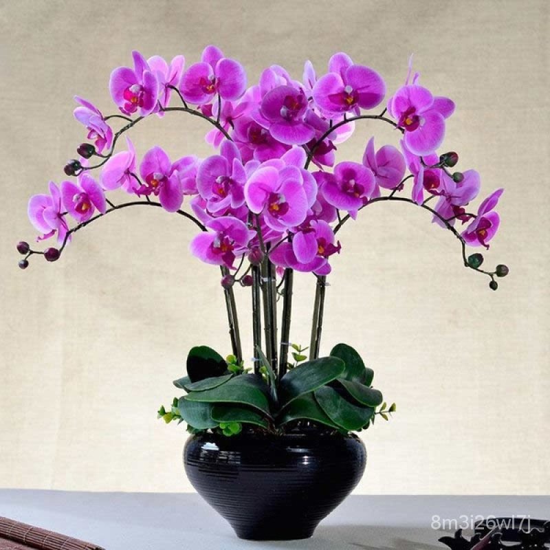 （เมล็ดพันธุ์ ถูก คละ）จุดประเทศไทย เมล็ดดอกไม้สวย 50pcs Mixed Packed Phalaenopsis Orchid Seeds Flower