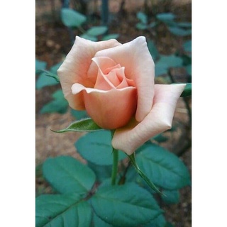 25เมล็ด เมล็ดกุหลาบ อังกฤษ พันธุ์เลื้อย สีโอรส กุหลาบหนู Rose seeds