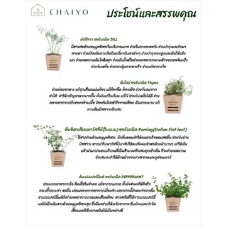ต้นแคทนิปสมุนไพรสำหรับแมว ออร์แกนิค Organic Catnip และต้นสมุนไพรออร์แกนิค Organic Herbs (เลือกชนิดที่ตัวเลือก)