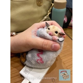 V ( ผ้านุ่มนิ่ม) LIMITED ผ้าสัตว์เลี้ยง ผ้าชูการ์ ผ่านุ่ม คละสีคละลาย
