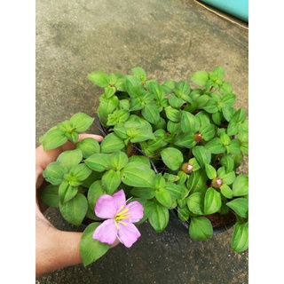 ฮิลฟลาวเวอร์ โครงเครงเลื้อย ดอกสีม่วงน่ารัก ในกระถาง ประตับร้าน ประดับโต๊ะทำงาน ส่งทั้งกระถาง