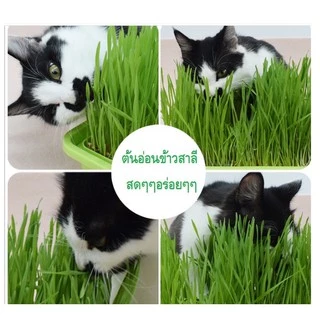 หญ้าแมวแบบกล่อง ครบชุดพร้อมปลูก ต้นอ่อนข้าวสาลี ปลอดสารเคมี ลดกลิ่นมูลสัตว์เลี้ยง เสริมสร้างภูมิคุ้มกัน ต้นข้าวสาลีแมว