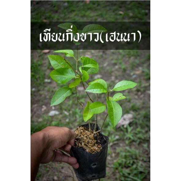 ต้นเทียนกิ่งขาว เฮนนา เอาไปย้อมผมสีดำสวยเงางาม ย้อมผมฟรีตลอดไป ราคา ถูกที่สุด ดีลบีเคเค
