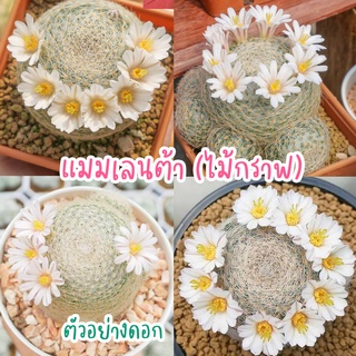 Lenta เลนตา 🌼🌿 ราขินีของแมมไม้กราฟ ฟอร์มกอและหัวเดี่ยว แคคตัส กระบองเพชร