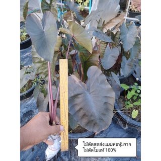 ไดร์ม่อนแฮด (ตัดสด) Colocasia Diamond Head