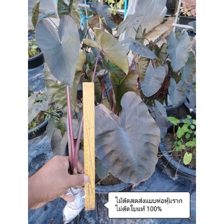 ไดร์ม่อนแฮด (ตัดสด) Colocasia Diamond Head