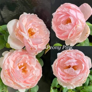 กุหลาบ​ พีโอนี่​ พิ้งค์​ (Peony​ pink​ Rose)​