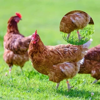 ถูกสุด💥ห่วงขาไก่ ห่วงล้อมขาไก่ ห่วงรัดขาไก่ สายคล้องขาไก่ เชือกรัดขาไก่ ห่วงล้อมขานก ห่วงคัดพันธุ์ สายคัดพันธุ์