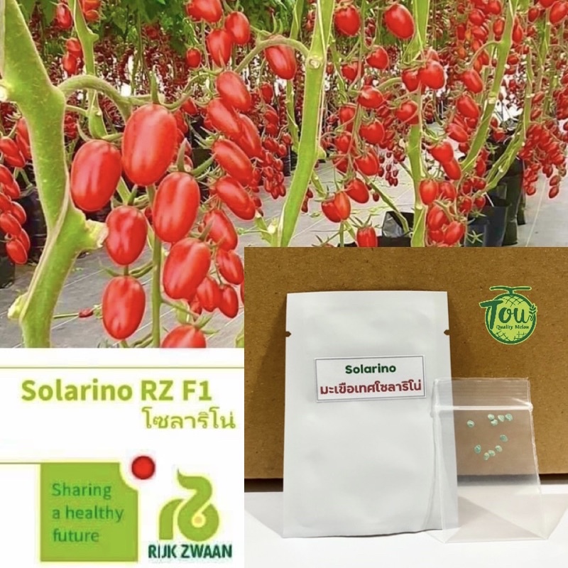 เมล็ดพันธุ์มะเขือเทศ โซลาริโน่ Solarino จำนวน 10 เมล็ด ทานสด เมล็ดของแท้