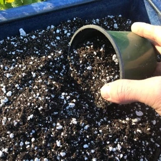 เพอร์ไลท์ (Perlite) เต็มเม็ด ฝุ่นน้อย (1ลิตร, 3ลิตร) วัสดุปลูกนำเข้าแบ่งบรรจุ