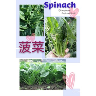 Benih Spinach 50pcs/ผักโขมเมล็ด种子/花园/母婴/木瓜/头饰/玫瑰/手链/上衣/文胸/生菜/ CIHQ