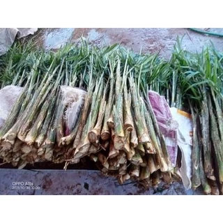 หวายสดภูพาน(แบบหน่อ20หน่อ)