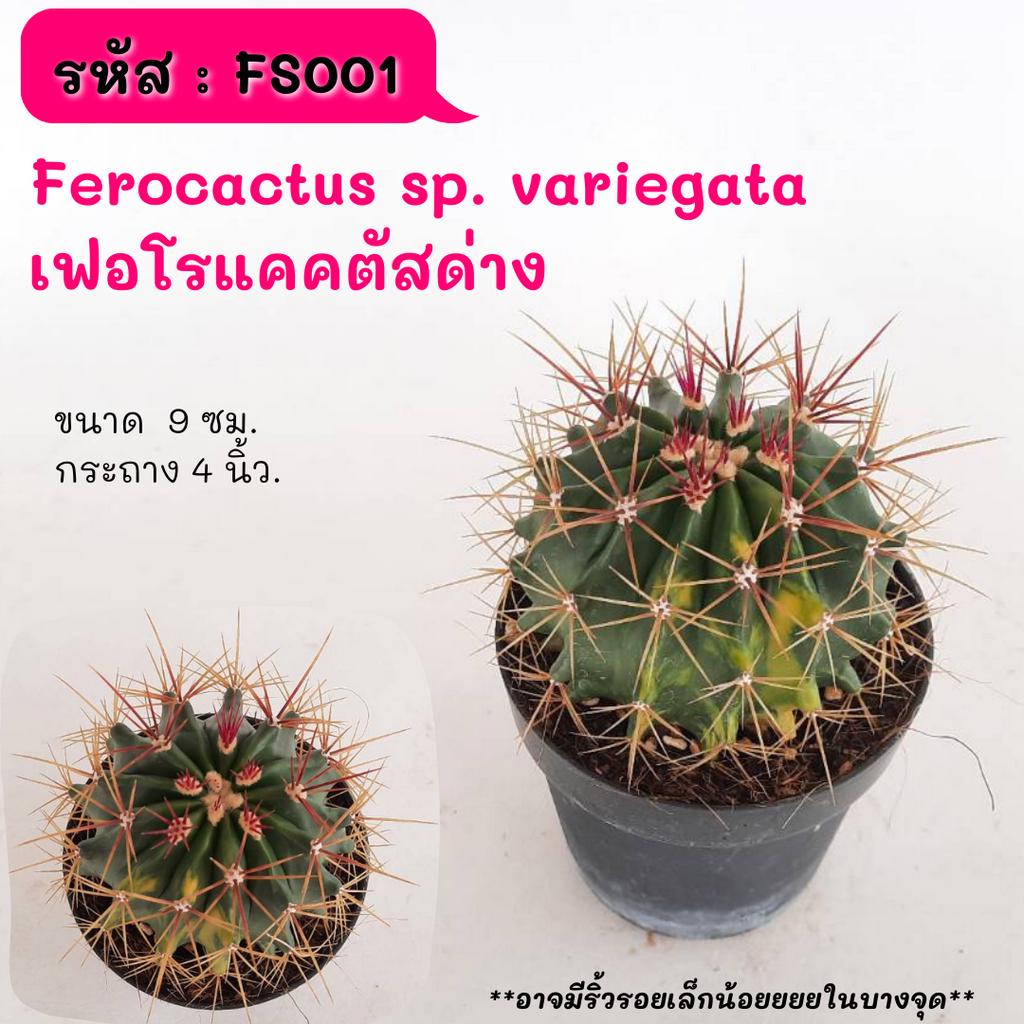 Ferocactus sp. variegata ลูกผสมตัวด่าง ไม้เมล็ด กระถาง 4 นิ้ว. cactus กระบองเพชร แคคตัส กุหลาบหิน พืชอวบน้ำ
