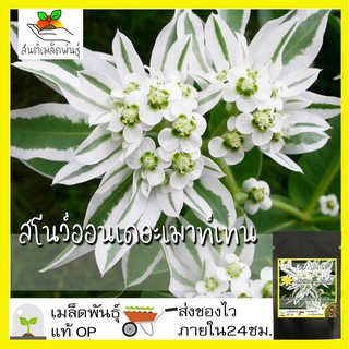 เมล็ดพันธุ์ สโนว์ออนเดอะเมาท์เทน 50 เมล็ด Snow on the mountain seeds เมล็ดพันธุ์แท้ 100% นำเข้าจากต่างประเทศ ถูกดี ขายดี