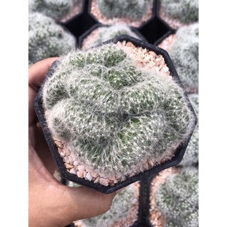 แมมบูมิไอคริส ไซส์แม่พันธุ์ Mammillaria Baumii Cristata