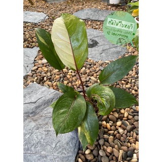 🍃โชคเก้าชั้นก้านแดงด่างชมพู 🍃Anthurium Renaissance เลี้ยงง่าย ชอบน้ำ แดดรำไร