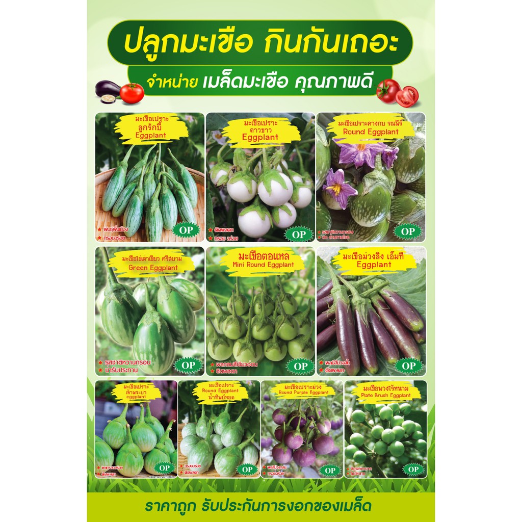 เมล็ดพันธุ์มะเขือครบทุกพันธฺุ์ รักบี้ เจ้าพระยา คางกบ ตอแหล ยาวม่วง ยาวเขียว ไร้หนาม ยาวขาว ภูเขาทอง