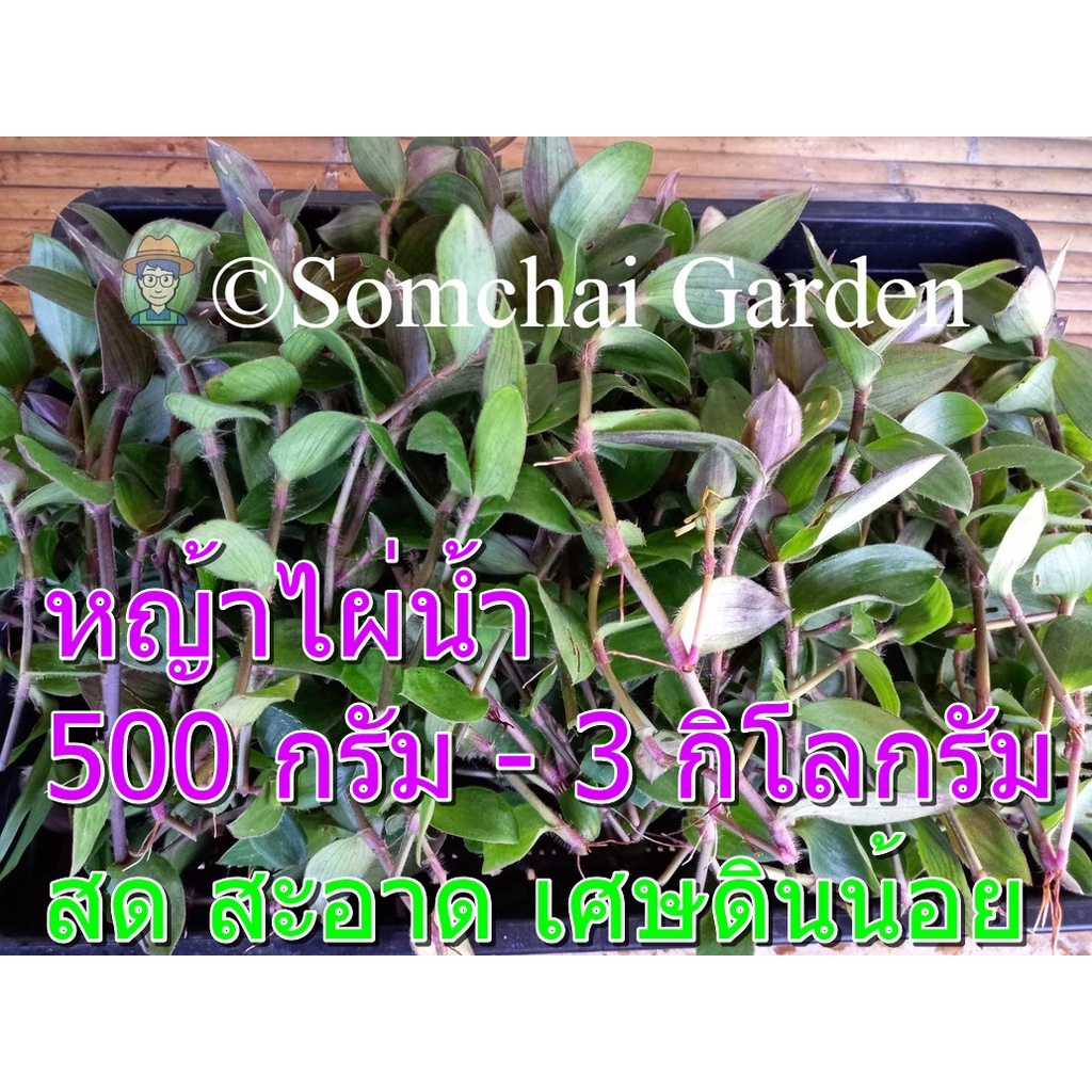 หญ้าไผ่น้ำสด ขายเป็นกิโล เกษตรอินทรีย์ (หญ้าไผ่น้ำล้างไต) รหัสร้าน iqsungfj *โปรดระวังร้านค้าลอกเลียนแบบ