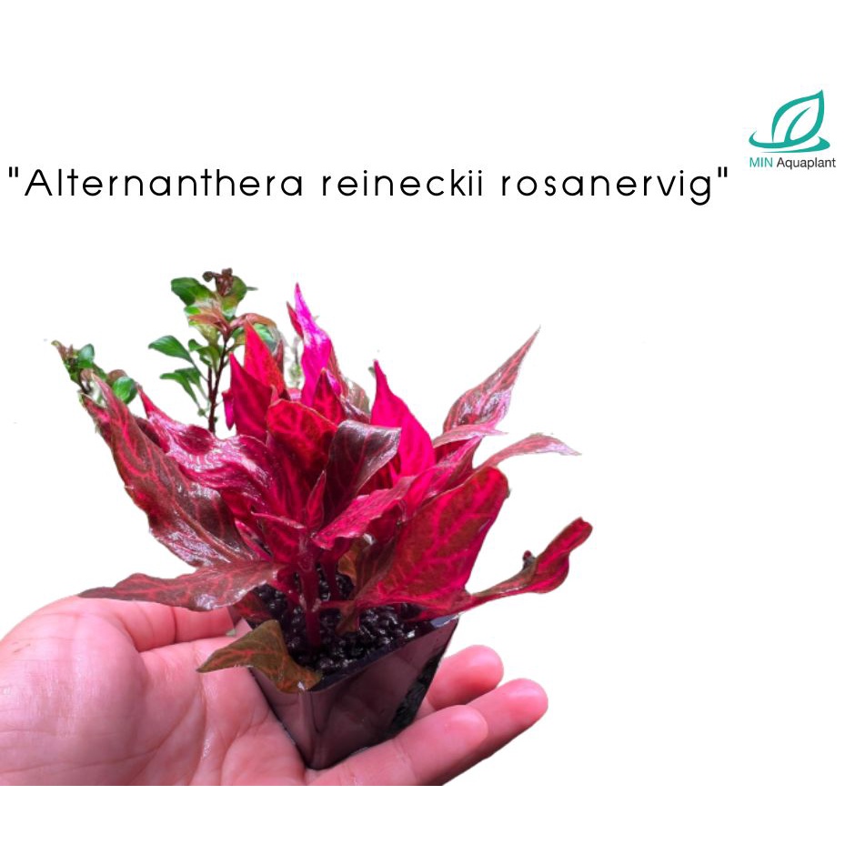 REINECKII ROSANERVIC ราคาพิเศษ ชุดละ 100 : เรเนคเก้โรสโนวิค (หรือเรเนคเก้ใบลาย)ไม้น้ำในตู้ปลา พืชปลูกในน้ำ