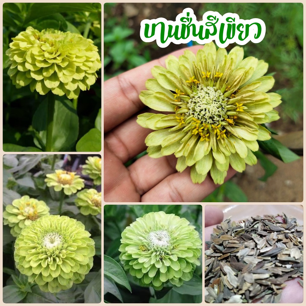 เมล็ดดอกบานชื่นสีเขียว 50 เมล็ด