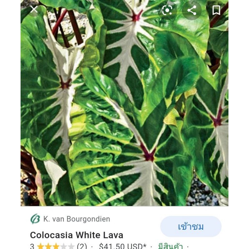 บอนนอก​ colocasia​ White​ lava
