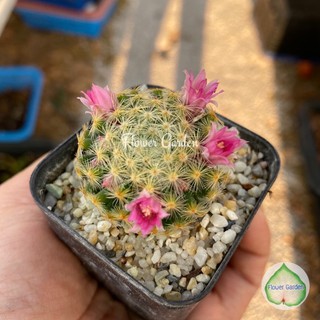 Flower Garden F148 แมม Mammillaria แคคตัส🌵มีหลายแบบ กระถาง 2 นิ้ว พร้อมส่ง