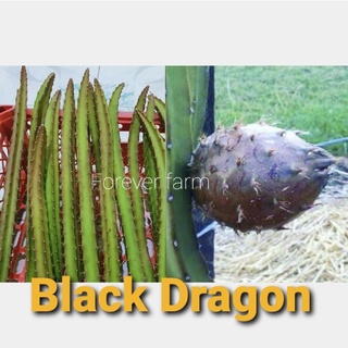 แก้วมังกร กิ่งพันธุ์แก้วมังกร Black Dragon พันธุ์หายาก