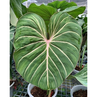 🪴Philodendron gloriosumpinkblack ตัวหลังใบชมพู ไม้นำเข้าสวยๆรากเดินดีแล้วครับ