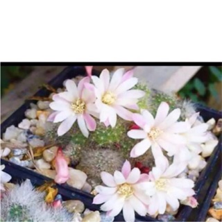 กระบองเพชร แคคตัส (Cactus) รีบูเทีย (Rebutia) ดอกขาว จัดส่งทั้งกระถาง *อ่านรายละเอียดก่อนสั่งซื้อ