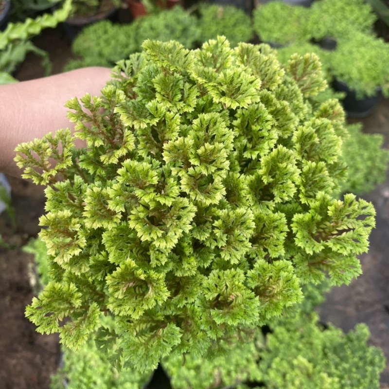 เฟิร์นกนก อินโดเลื้อย / ต้นเฟิร์นกนกนารีแคระ  🪴 พร้อมกระถาง4นิ้ว - รูปที่ 6