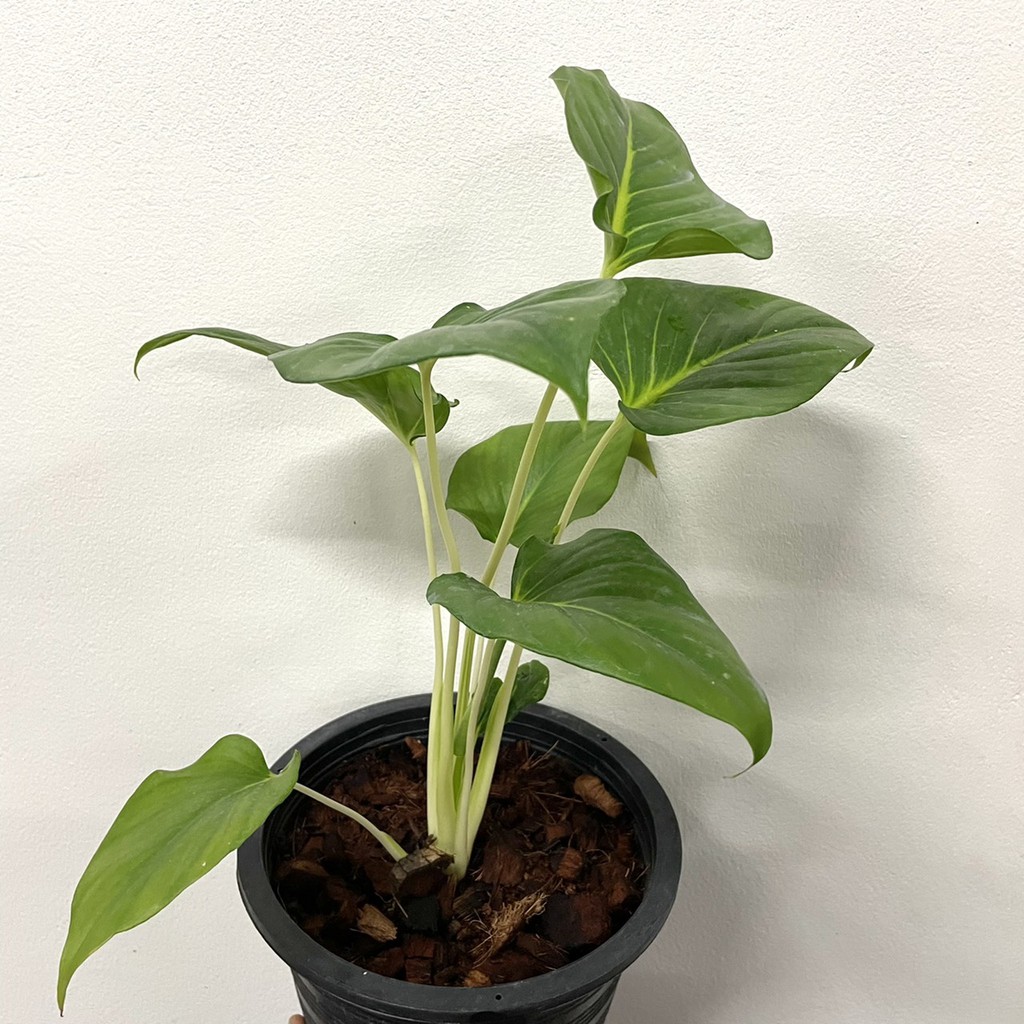 มุมมอง 3