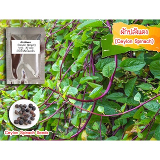 ผักปลังแดง (Ceylon Spinach)  ผักปลัง เมล็ดผักปลัง ผักปั๋ง ผักปลังใหญ่ ปลูกผักปลัง ปลูกผักสวนครัว ผักปลังแดง