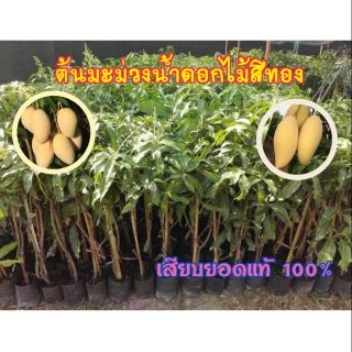 ต้นมะม่วงน้ำดอกไม้มัน ไม้ผล(เสียบยอด)ขนาดลำต้น 40-60ซ.ม. (จำนวน 1 ต้น/แพ็ค)